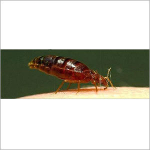 Bed Bugs Control
