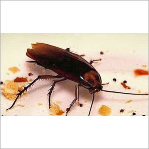 Cockroach Control