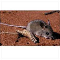 House Rats Control