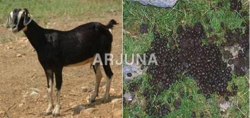 Goat Manure
