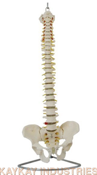 Life Size Human Vertebral Column