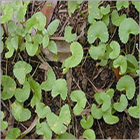 Centella Asiatica