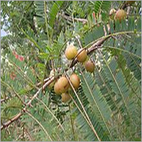 Emblica Officinalis Powder <5% Moisture 100-200 Micron | Vitamin C Source Bulk Packaging 99% Purity 24 Months Shelf Life