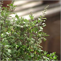 Tulsi