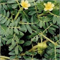 Tribulus Terrestris