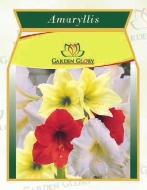 Amaryllis Flower Bulbs