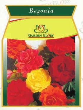 Begonia Flower Bulbs