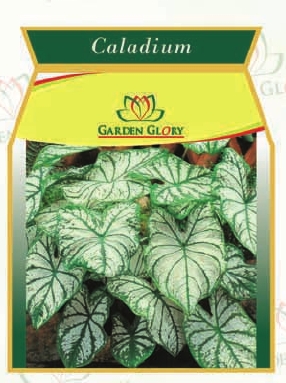 Caladium Flower Bulbs
