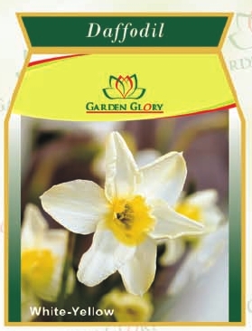 flower bulbs-Daffodil
