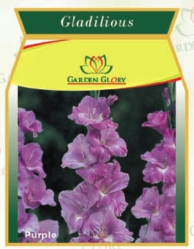 Gladiolus Flower Bulbs