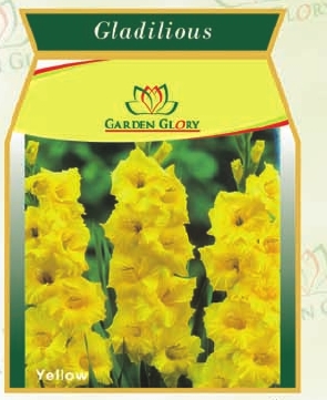 flower bulbs-gladilious