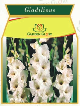 flower bulbs-gladilious