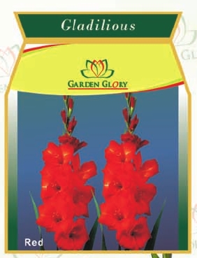 flower bulbs-gladilious