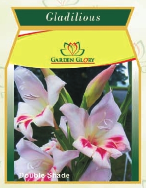 flower bulbs-gladilious