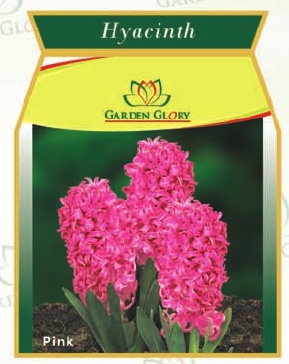 Hyacinth Flowers