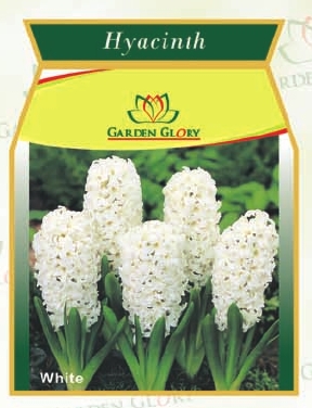 flower bulbs-hyacinth