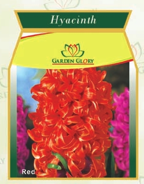 flower bulbs-hyacinth