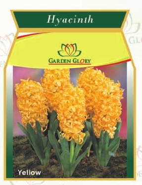 flower bulbs-hyacinth