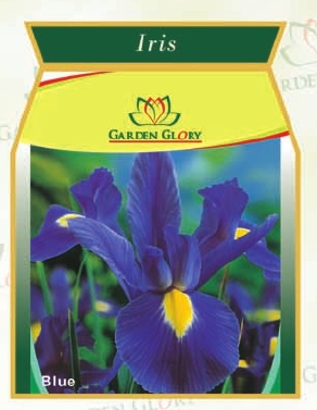 flower bulbs-iris-lillium