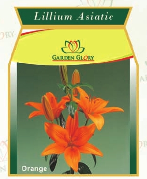 Flower Bulbs - Iris-Lillium