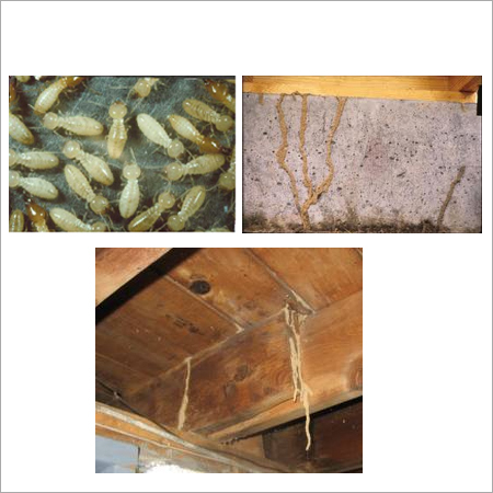 Termite Management