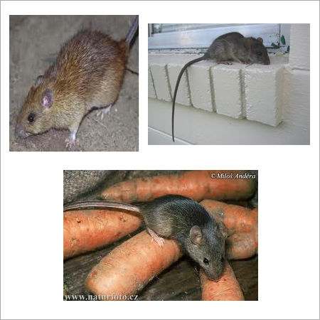 Pest Control Services