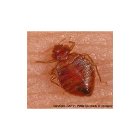 Bedbugs Management