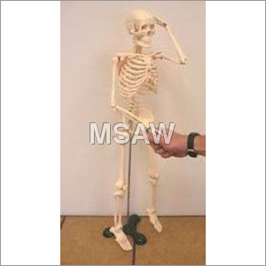 Human Skeleton in small size model