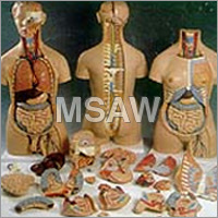 Human Anatomy Models