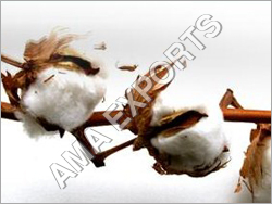 Natural Raw Cotton