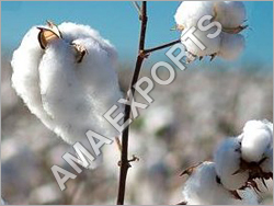 Natural Cotton Waste