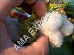 Organic Cotton