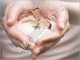 Pure Raw Cotton