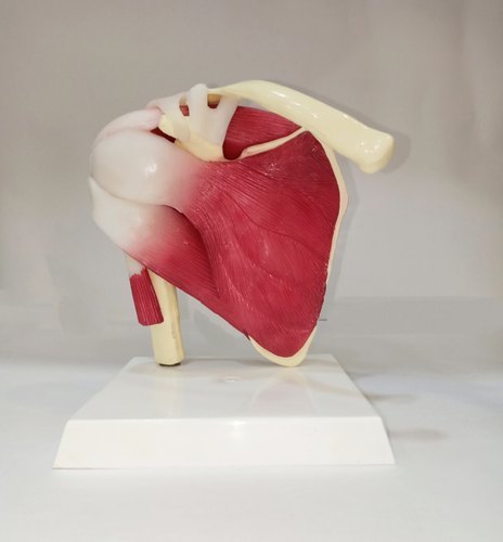 Shoulder Joint Model