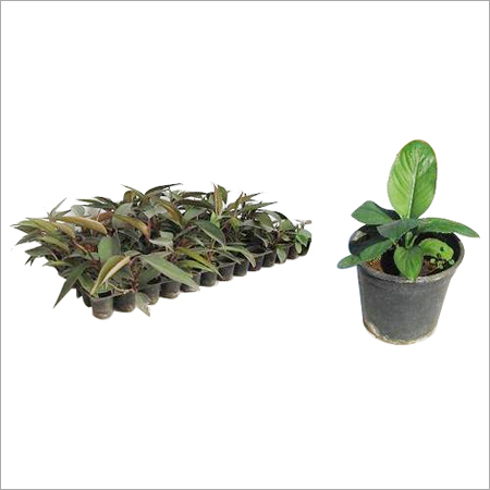 Philodendron Plant