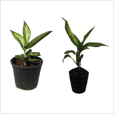 Dieffenbachia Plant