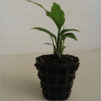 Spathiphyllum Net Pot