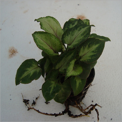 Syngonium Yami Net Pot