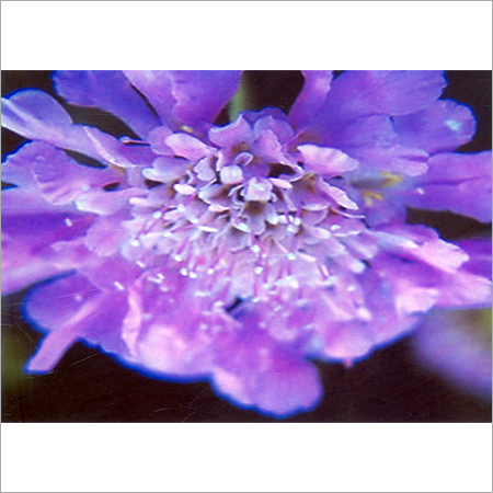 Floral Water