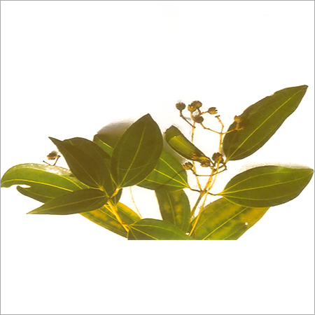 Cinnamom Oil