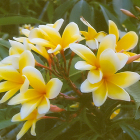 Frangipani Oil
