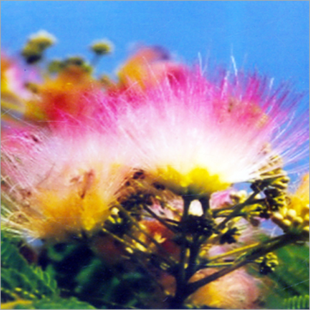 Mimosa Absolute