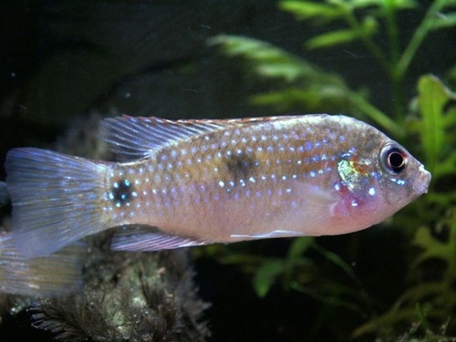 African butterfly Fish