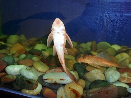 Albino Sucker Mouth Catfish