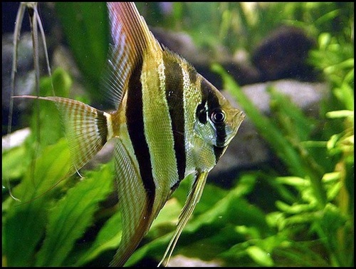 Altum angelfish