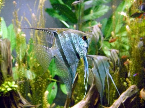 Angelfish