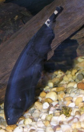 Black Ghost Fish