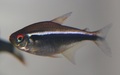 Black Neon Tetra Fish