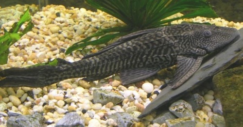 Black Sucker Mouth catfish
