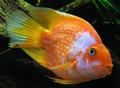 Blood Parrot Fish - Hybrid, Variable Size, Orange Color | Attractive Colors, Hardy & Peaceful Nature, Low Maintenance, Social Fish